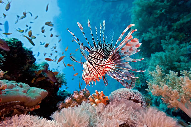 leão em recifes de corais no mar vermelho - lionfish - fotografias e filmes do acervo