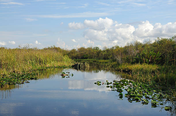 istock Landscape in the Everglades 155228710