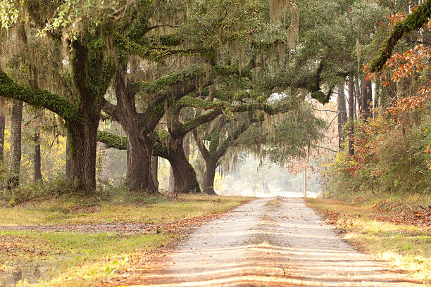 A beautiful live oak tree lined plantation driveway in coastal South Carolina. December2009