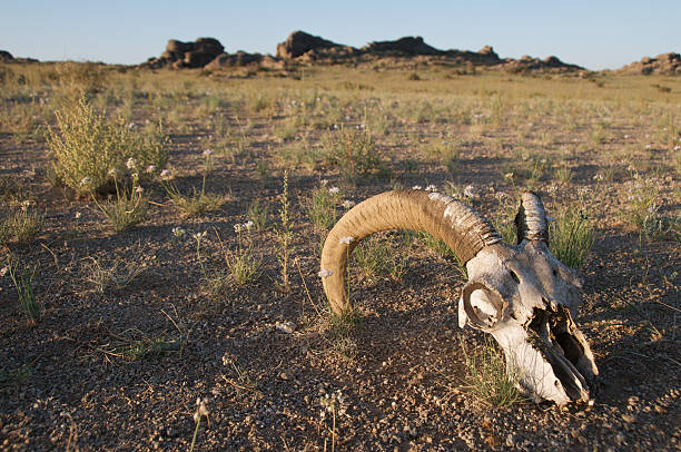 istock Skull of an argali sheep 155228763