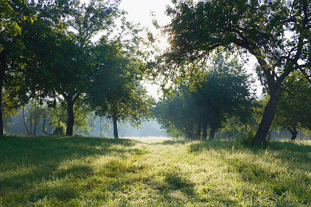 istock Dawn in the apple garden of Eden 155228800