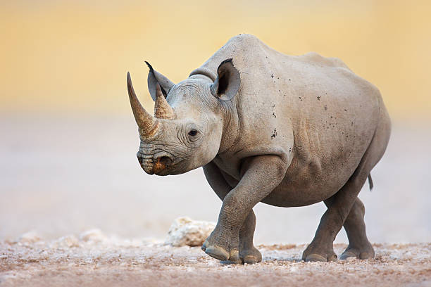 Black Rhinoceros Black Rhinoceros walking on salty plains of Etosha rhinoceros stock pictures, royalty-free photos & images