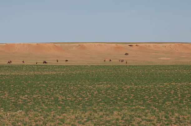 Grazing camels in Mongolia stock photo