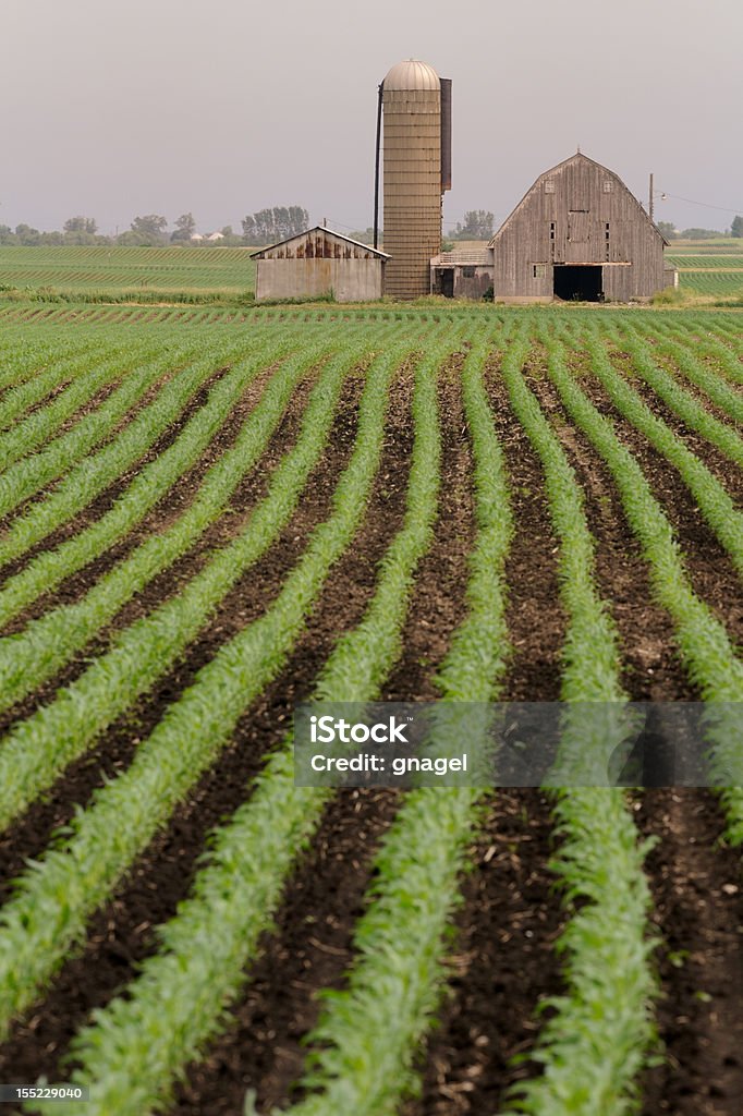 Rangées verticales de haricots sur farm - Photo de Culture agricole libre de droits