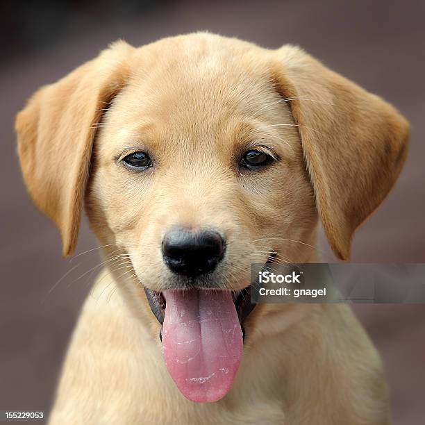 A Yellow Short Hair Labrador Puppy Stockfoto en meer beelden van Blonde  labrador retriever - Blonde labrador retriever, Bruin, Dier - iStock