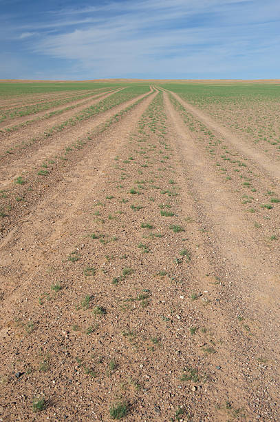 Desert track in the Gobi stock photo