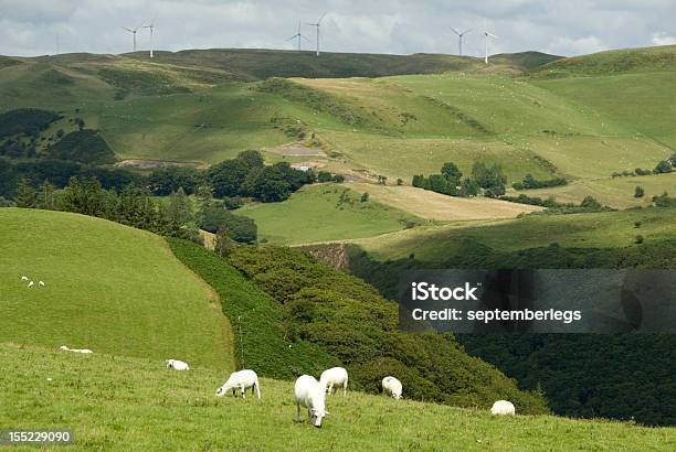 Pecore Al Pascolo Galles - Fotografie stock e altre immagini di Agricoltura - Agricoltura, Albero, Ambientazione esterna