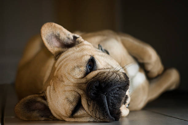 istock french bulldog laying down 155229465
