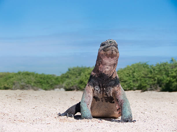 самодовольный игуана - marine iguana стоковые фото и изображения