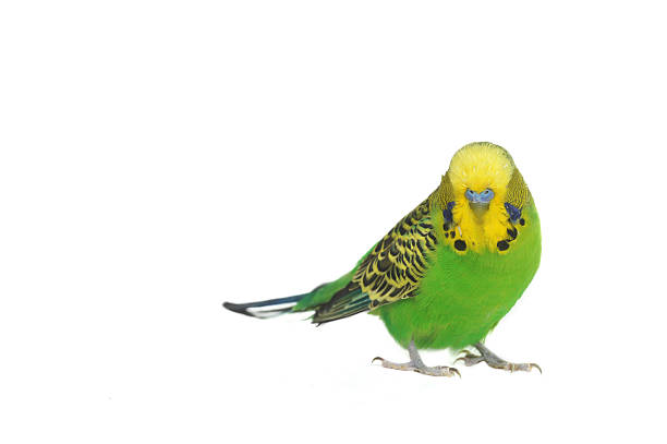 istock Yellow and green budgerigar parakeet on white background 155229812