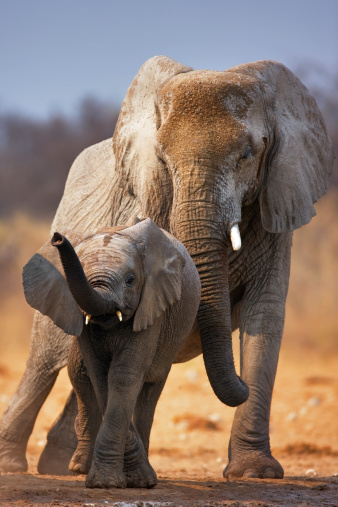 Elephant calf with adult standing behind;  Etosha