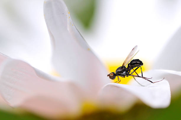 macro de la mouche en fleur - insect fly animal eye single flower photos et images de collection