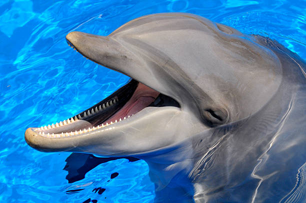 istock Head of  bottlenose dolphin 155230190