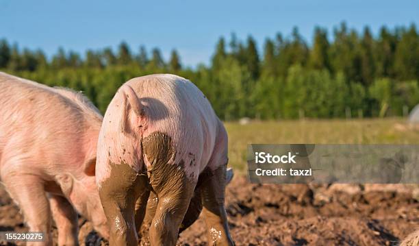 Rückseite Des Schwein Stockfoto und mehr Bilder von Agrarbetrieb - Agrarbetrieb, Das Leben zu Hause, Dick