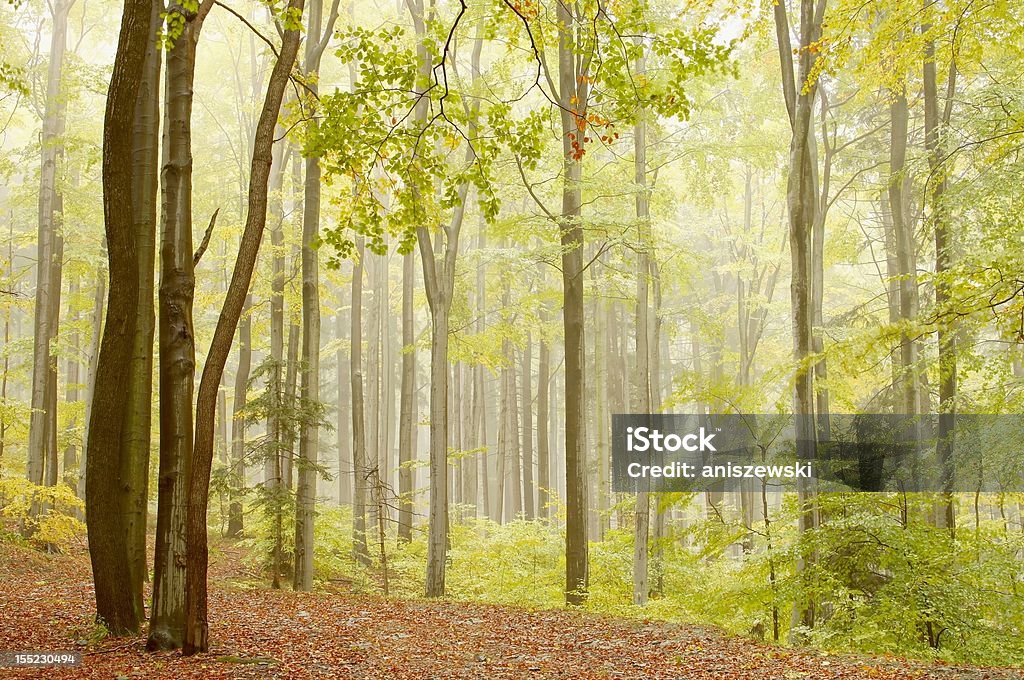 Туманный Осенний лес Бук - Стоковые фото Горизонтальный роялти-фри