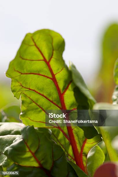 Arcobaleno Bietola - Fotografie stock e altre immagini di Agricoltura - Agricoltura, Ambientazione esterna, Bietola - Barbabietola