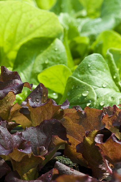 Lettuce Mix stock photo