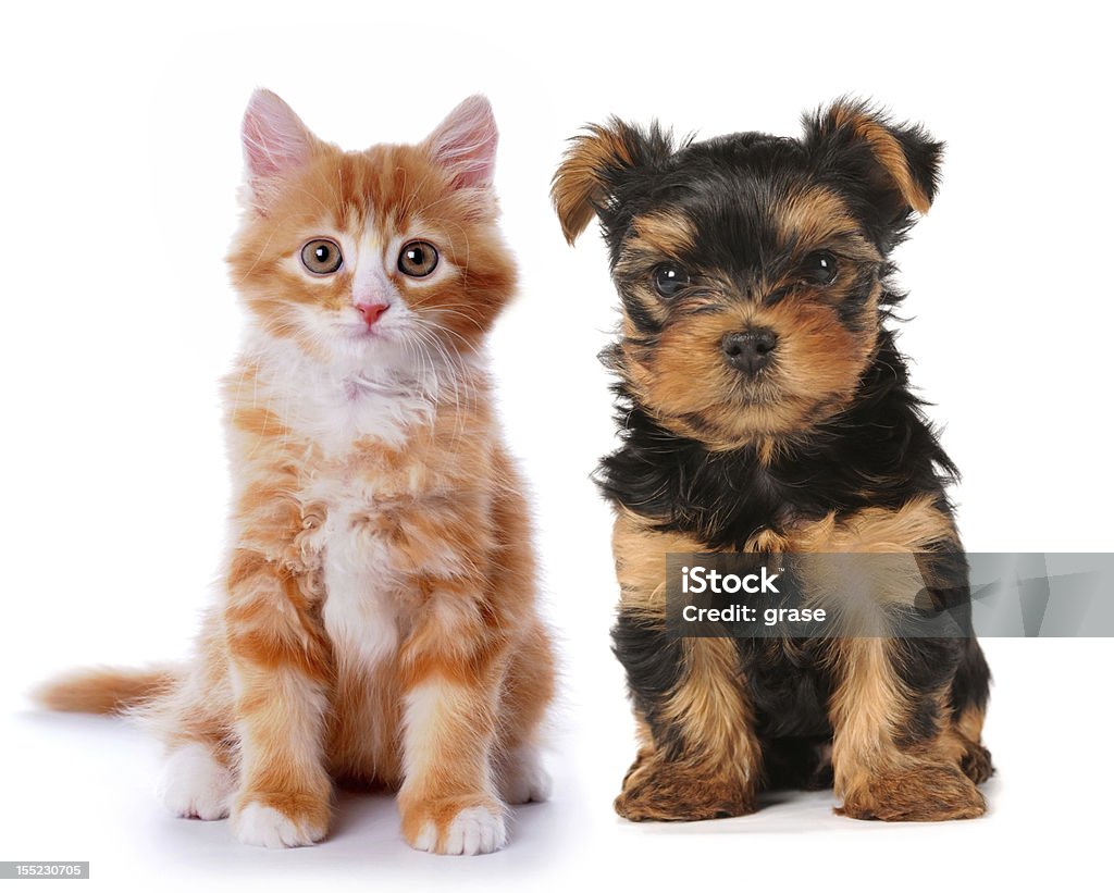 Poco carino cucciolo e il gattino rosso isolato su bianco - Foto stock royalty-free di Cane