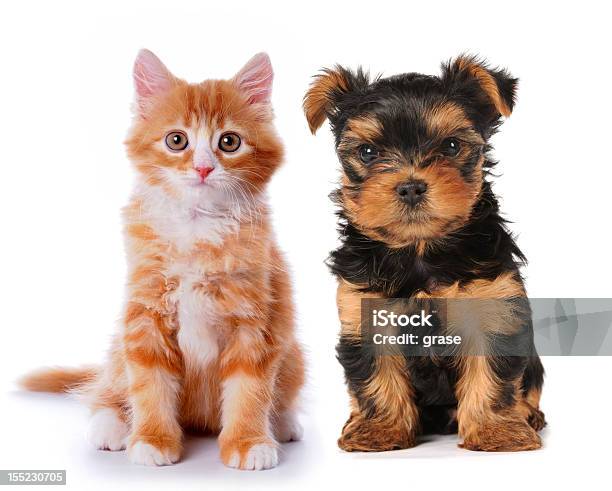 Little Cute Puppy And Red Kitten Isolated On White Stock Photo - Download Image Now - Dog, Side By Side, Domestic Cat