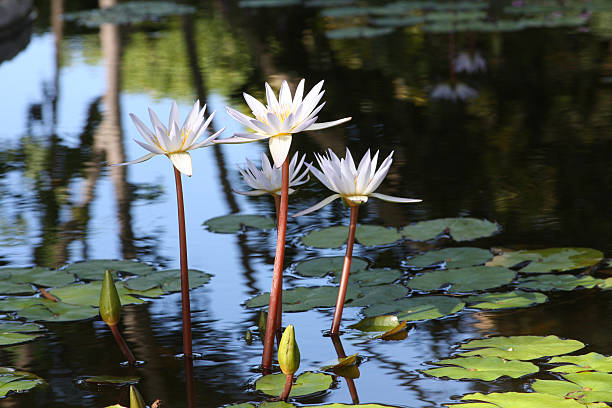 istock Lily Pads With White Flowers 155230850