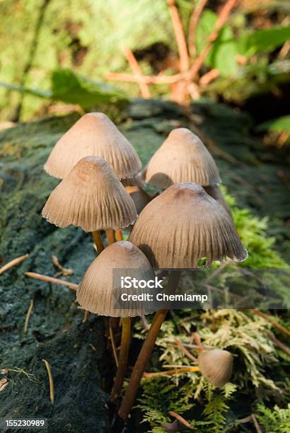 Bell Geformte Pilzen Stockfoto und mehr Bilder von Blatt - Pflanzenbestandteile - Blatt - Pflanzenbestandteile, Braun, Fotografie