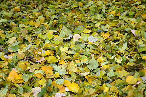 ковер из недавно упавшее листья - arizona sycamore стоковые фото и изображения