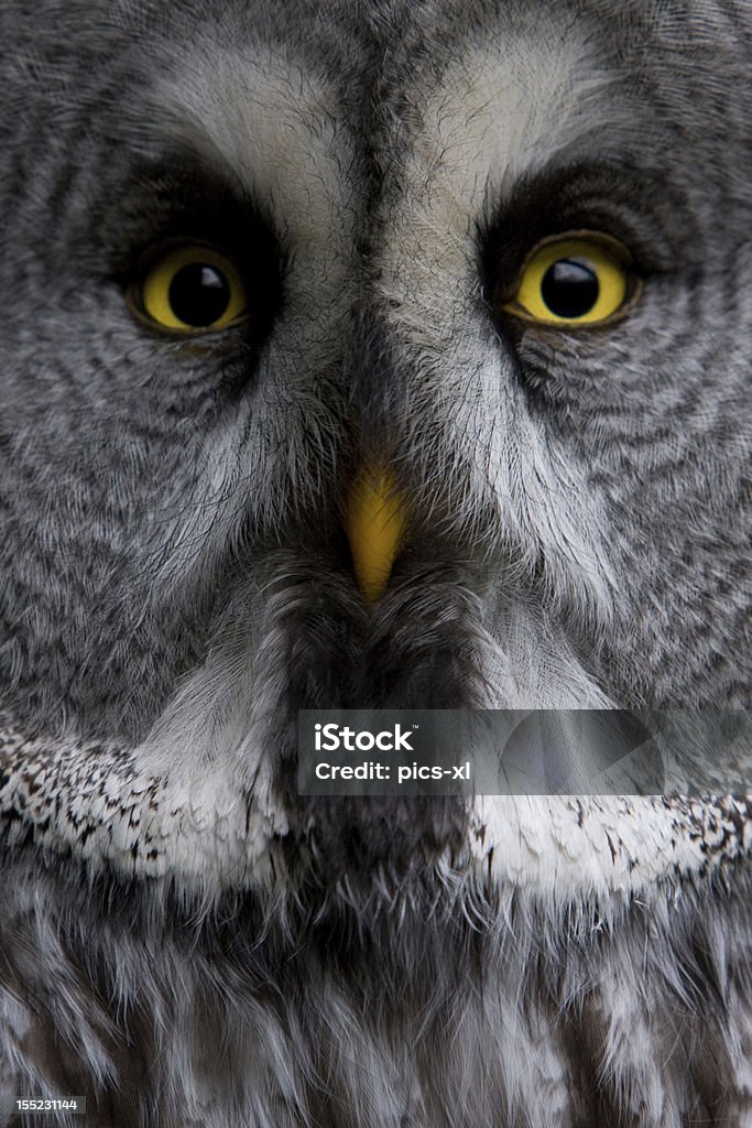 Great Grey Owl Close-up of a Great Grey owl, photo is taken from inside the cage.More birds. Alertness Stock Photo