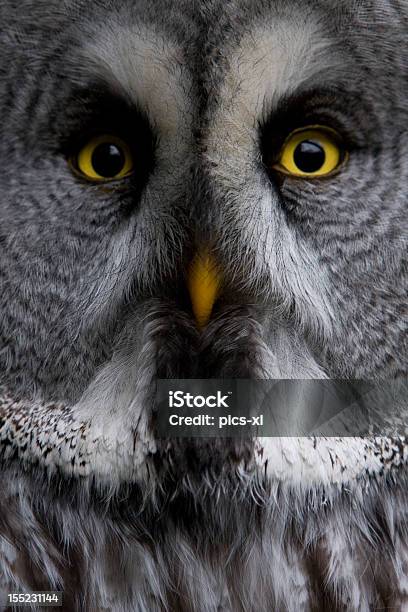 Great Grey Owl Stock Photo - Download Image Now - Alertness, Animal Body Part, Animal Eye