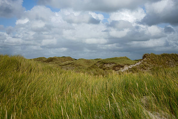 green dune stock photo