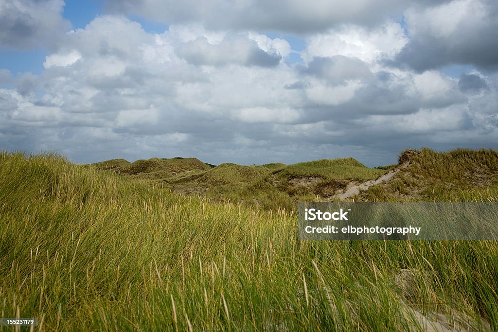 green dune - Zbiór zdjęć royalty-free (Bez ludzi)