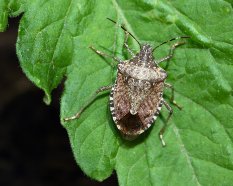  Stink bugs characteristically deposit their eggs on the underside of leaves in clusters. This stink bug was found on the leaf of a young tomato plant.