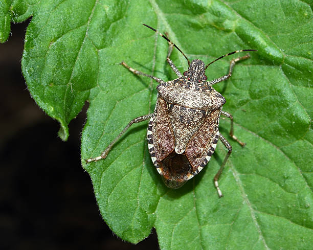 stink bug on tomato plant Stink bugs characteristically deposit their eggs on the underside of leaves in clusters. This stink bug was found on the leaf of a young tomato plant. brown leg stock pictures, royalty-free photos & images