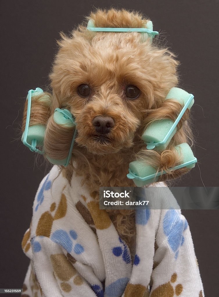 Curly chien - Photo de Bigoudi libre de droits