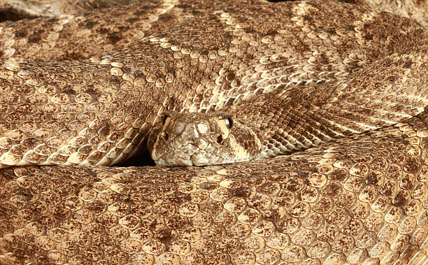 istock Portrait of a Rattlesnake. 155231622