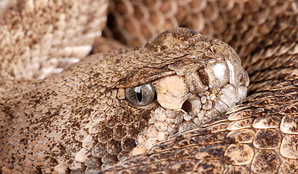 istock Portrait of a Rattlesnake. 155231627