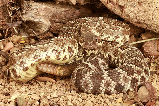 istock Portrait of a Rattlesnake. 155231632