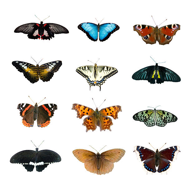 istock Big collection of butterflies 155231654