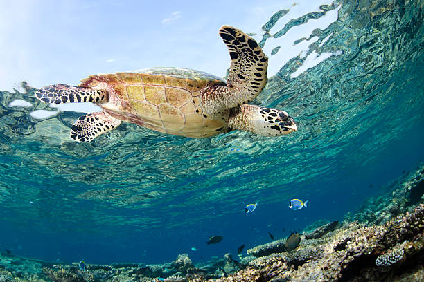 istock Hawksbill Turtle Eretmochelys imbricata under the sea 155231769