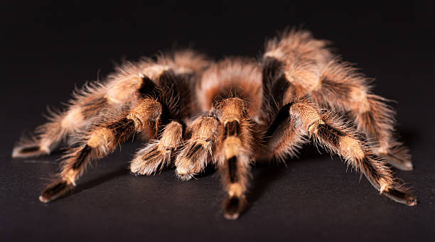 istock The Brazilian Black and White Tarantula 155232008