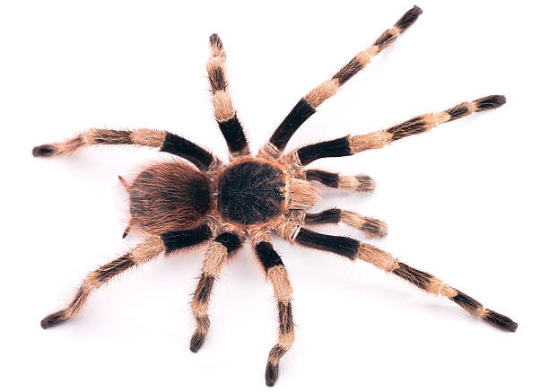 istock The Brazilian Black and White Tarantula 155232010