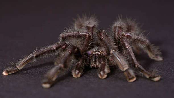 The Purple Pinktoe Tarantula On Black