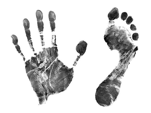 istock Printout of hand and foot 155232102