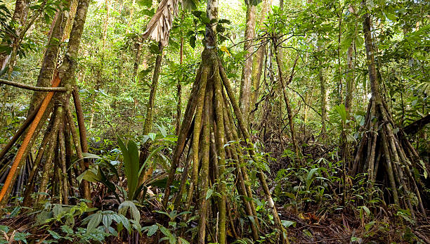 istock Grove of stilt rooted palm (Iriartea deltoidea) 155232249