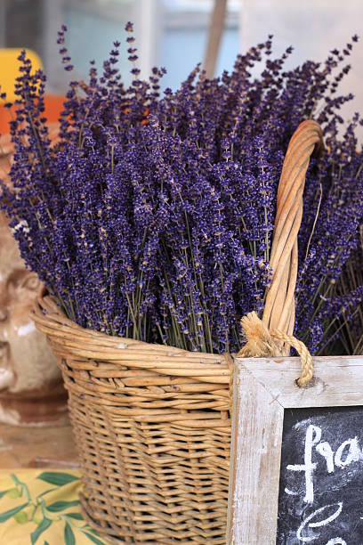 istock Basket of lavender 155232286