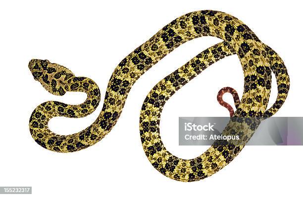 Speckled Forest Pitviper Stock Photo - Download Image Now - Snake, Amazon Rainforest, Amazon Region