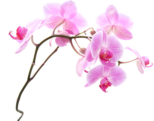 istock pink stripy phalaenopsis orchid 155232320
