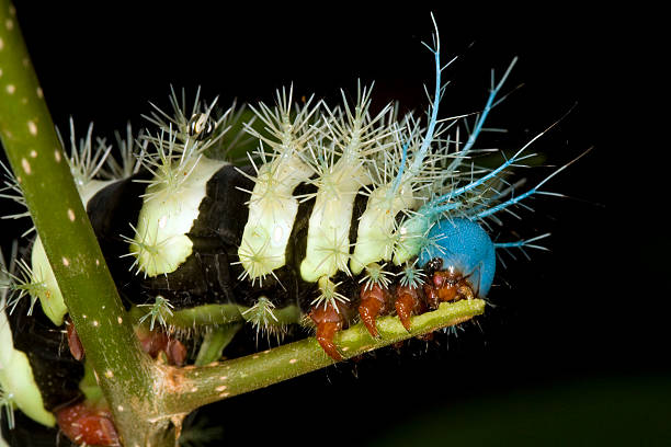 istock Larva of a saturniid moth 155232383