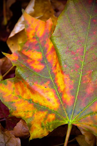 istock Natural colours of a an autumn leaf 155232480