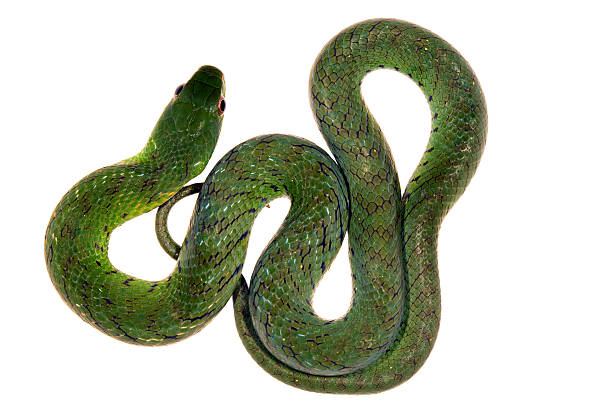 Velvety swamp snake (Liophis typhlus) From the Ecuadorian Amazon amazon forest stock pictures, royalty-free photos & images