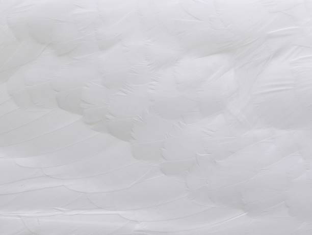 istock Plumage of Swan 155232624